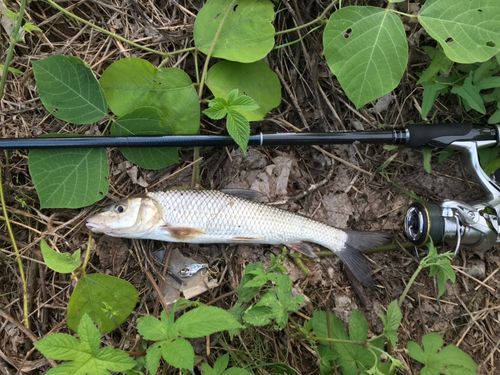 ニゴイの釣果