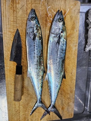 サゴシの釣果