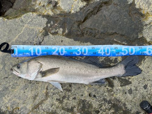 フッコ（ヒラスズキ）の釣果