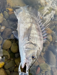 チヌの釣果