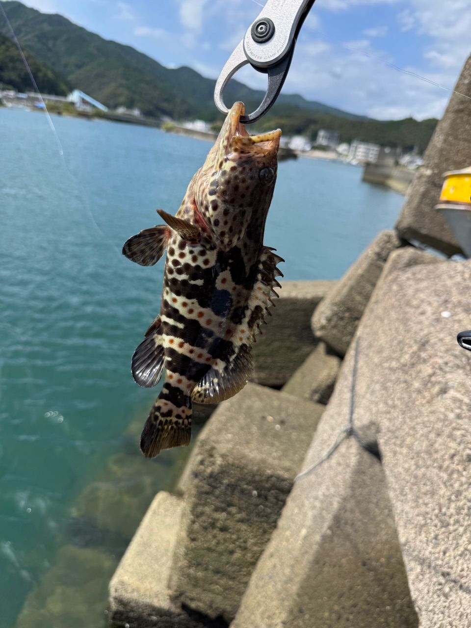 チャイロマルハタ