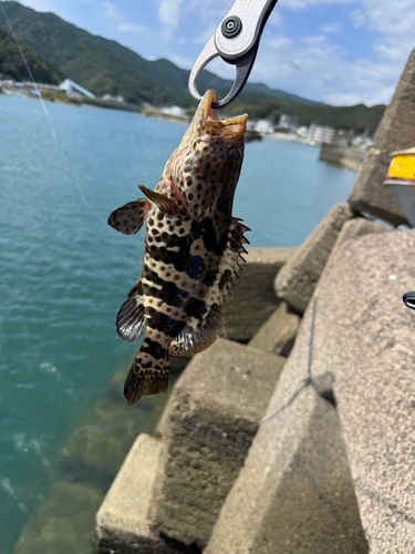 チャイロマルハタの釣果