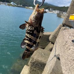 チャイロマルハタ