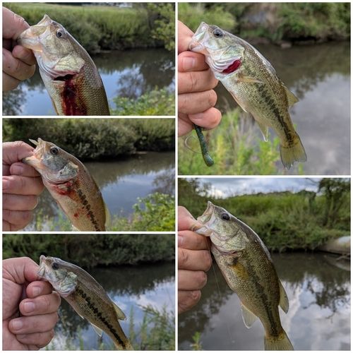 ブラックバスの釣果