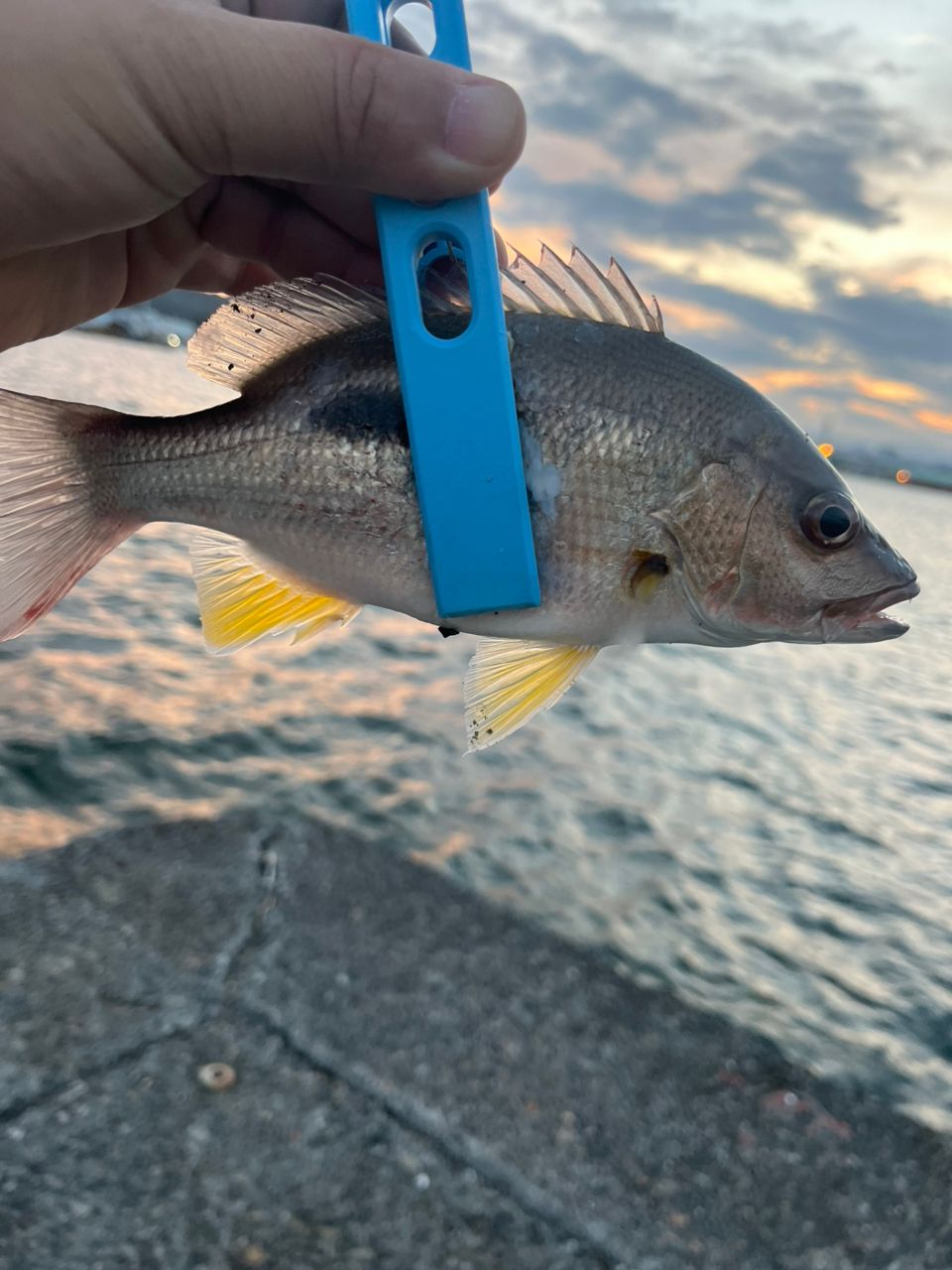 Gamakatsu ラグゼ 宵姫 華 弍 S68FL-solidの最安値・インプレ・釣果