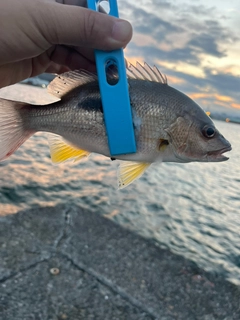 クロホシフエダイの釣果