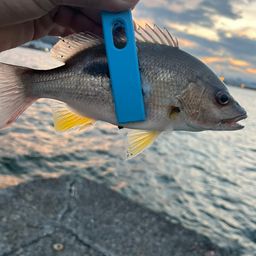 クロホシフエダイ