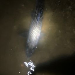ニゴイ