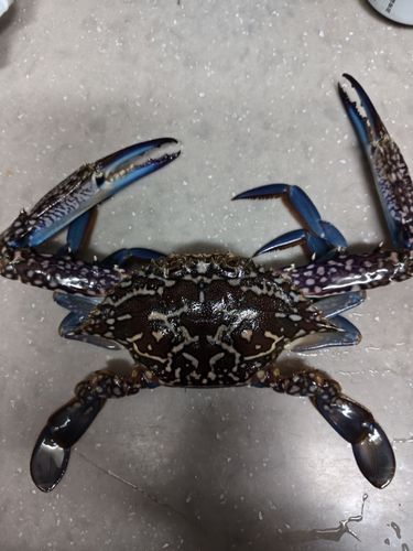 タイワンガザミの釣果
