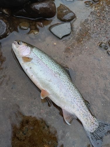 ニジマスの釣果