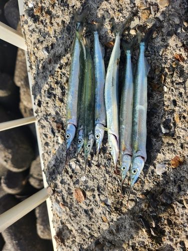 サヨリの釣果
