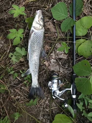 ニゴイの釣果