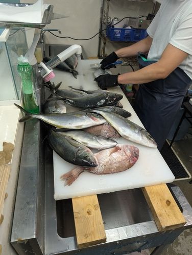 シマアジの釣果