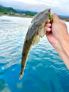 マゴチの釣果
