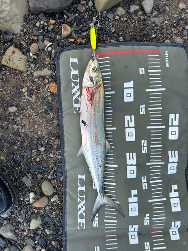 サゴシの釣果