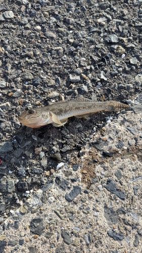 ハゼの釣果