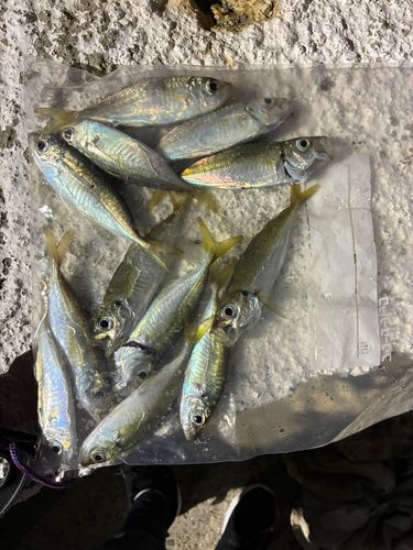 マアジの釣果