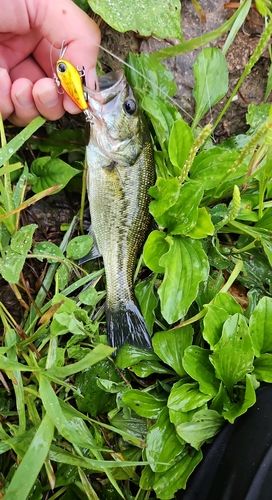 ブラックバスの釣果
