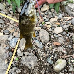 スモールマウスバス