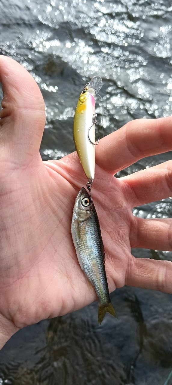 スモールマウスバス