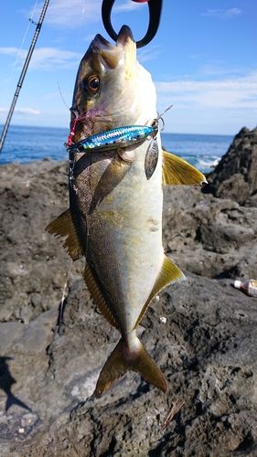 ショゴの釣果