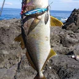 ショゴ