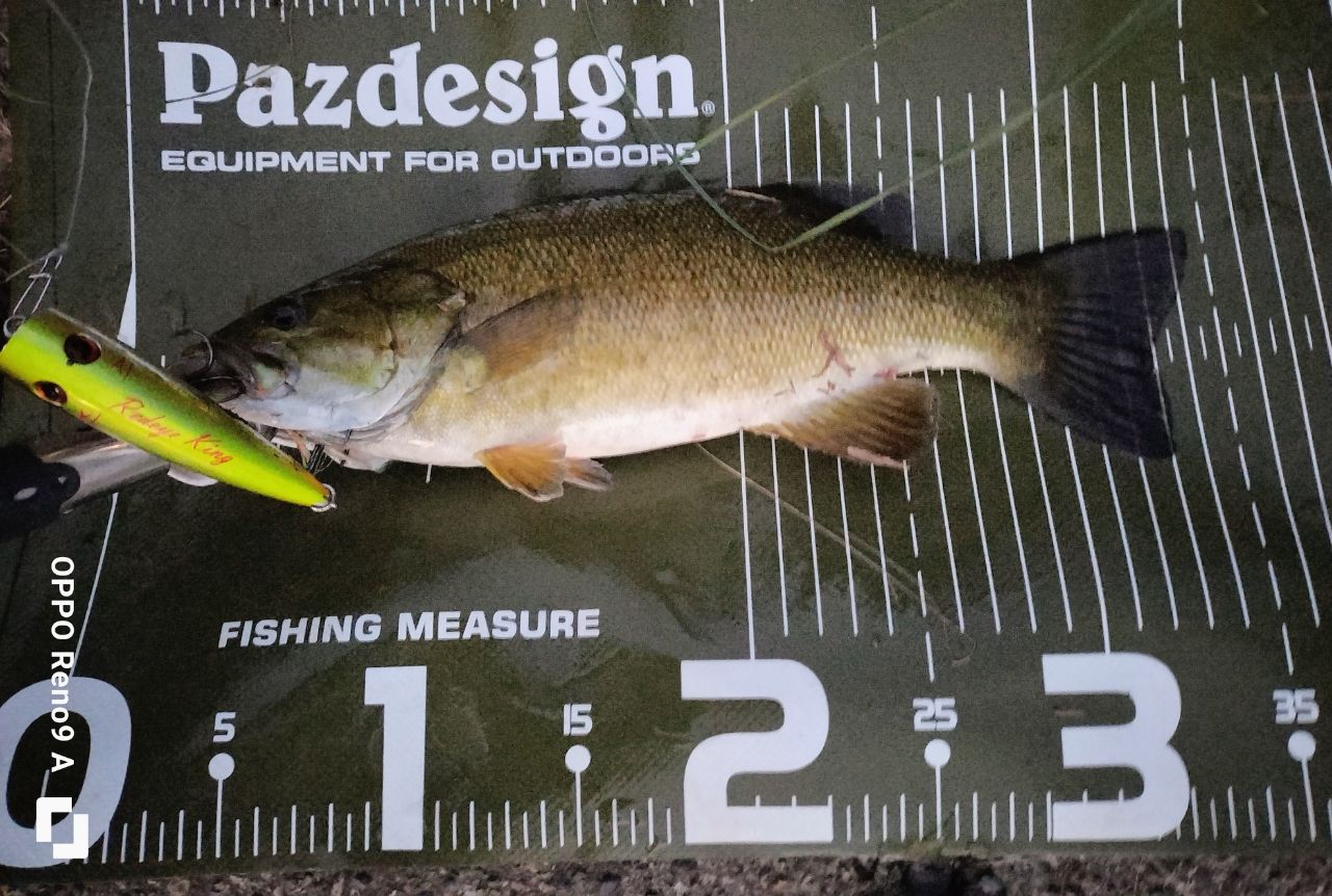 スモールマウスバス