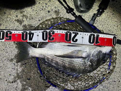 チヌの釣果