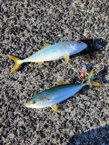 ワカシの釣果
