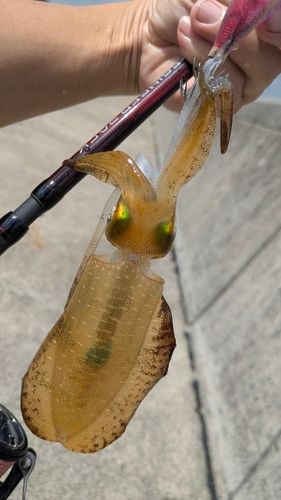 広島湾