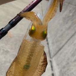 アオリイカ