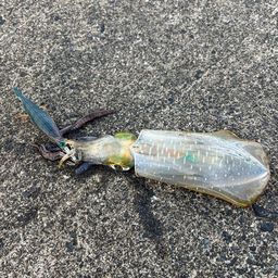 アオリイカ