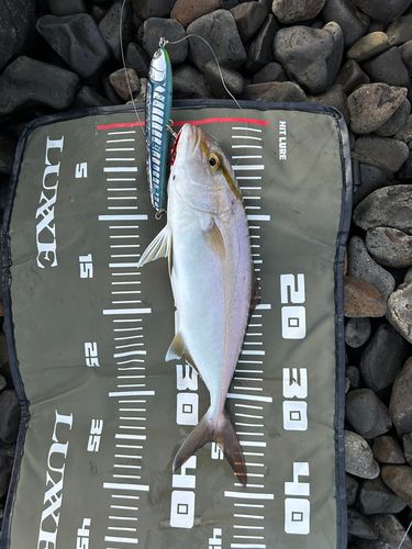 ネリゴの釣果