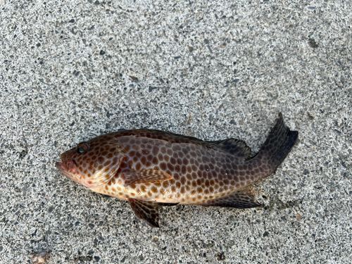 オオモンハタの釣果