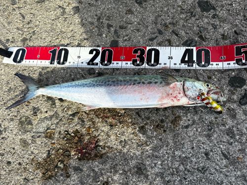 サゴシの釣果