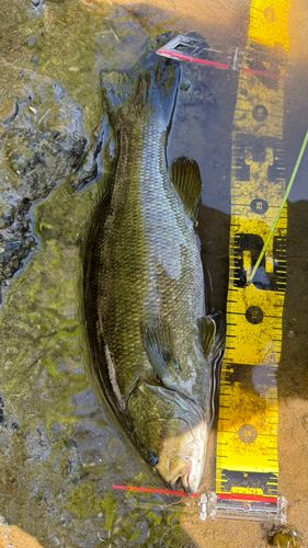 スモールマウスバスの釣果