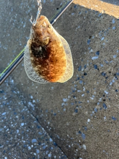 ソゲの釣果