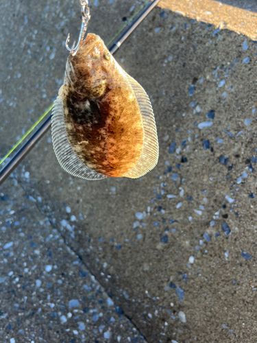 ソゲの釣果