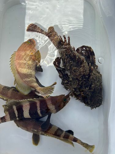 オニオコゼの釣果