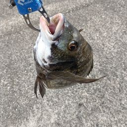 チヌ