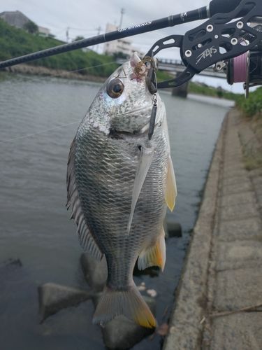 釣果