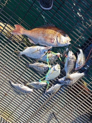 チヌの釣果