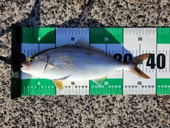ネリゴの釣果