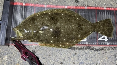 ヒラメの釣果