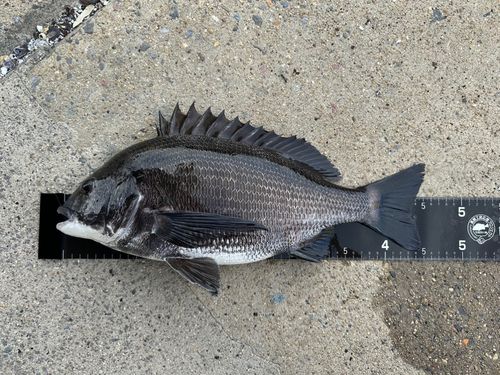 チヌの釣果