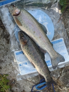 ニジマスの釣果