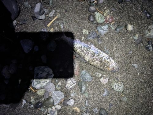 コノシロの釣果