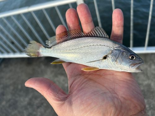 ニベの釣果