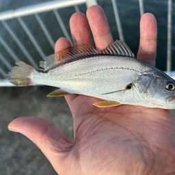 ニベ