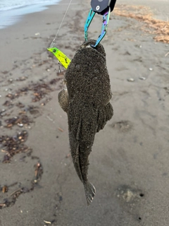 マゴチの釣果